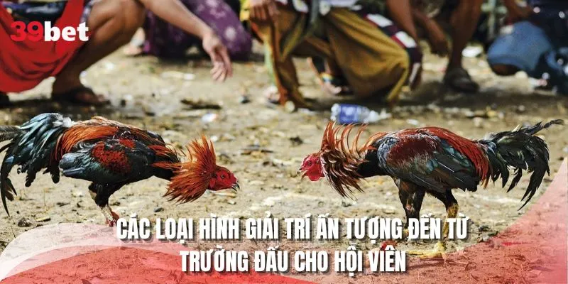 Các loại hình giải trí ấn tượng đến từ trường đấu cho hội viên